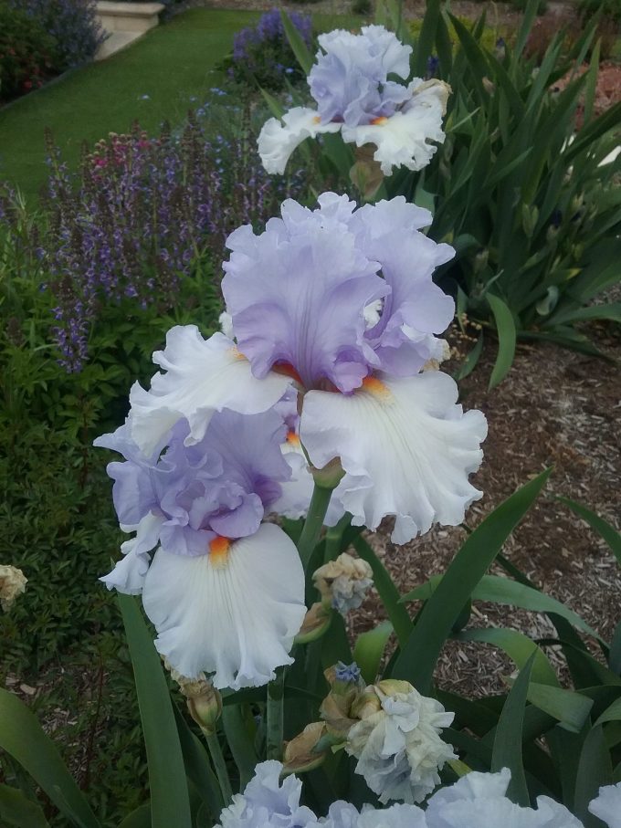 Tall Bearded Iris Blue Rising (bare rooted rhizome)
