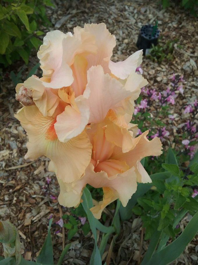 Tall Bearded Iris Sneak Preview (bare rooted rhizome)