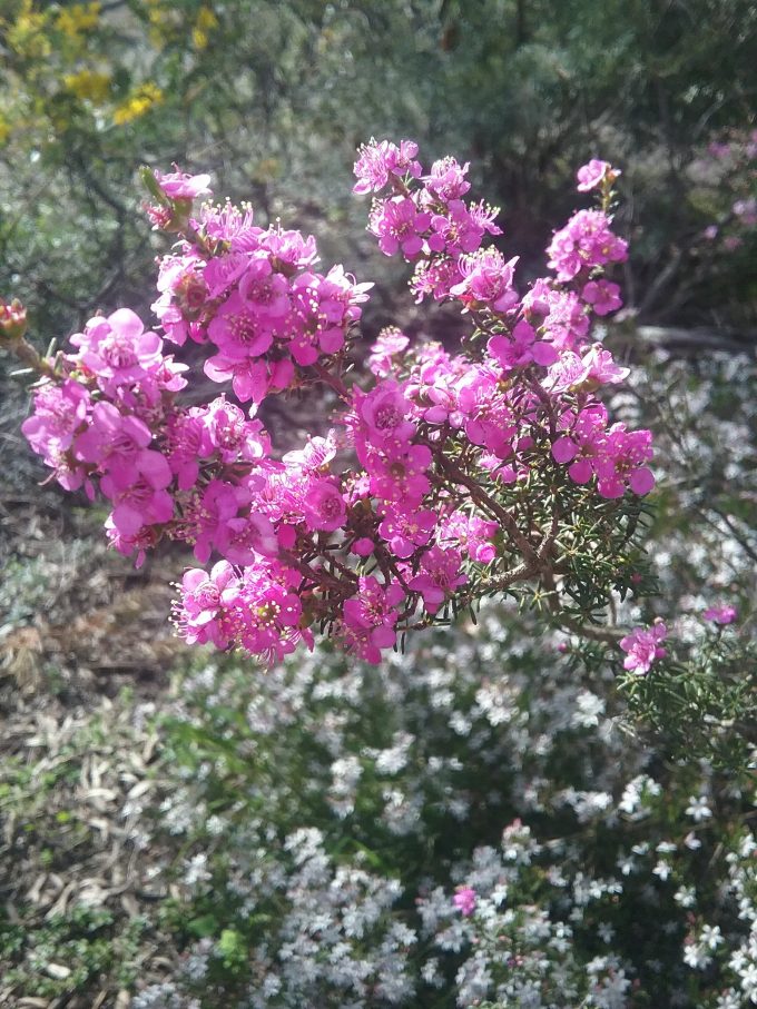 Kunzea affinis Australian native plant