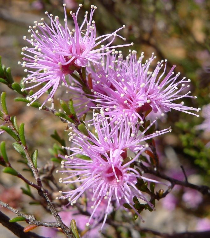 Kunzea parvifolia - Australian Native Plant