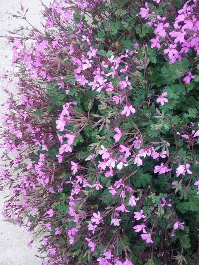 Pelargonium Ionidiflorum - Long Flowering Perennial Plant