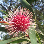 Hakea laurina - Hardy Australian Native Plant