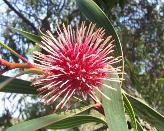 Hakea laurina in 50mm Forestry Tube