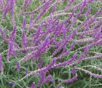 Salvia leucantha - Hardy Perennial Plant