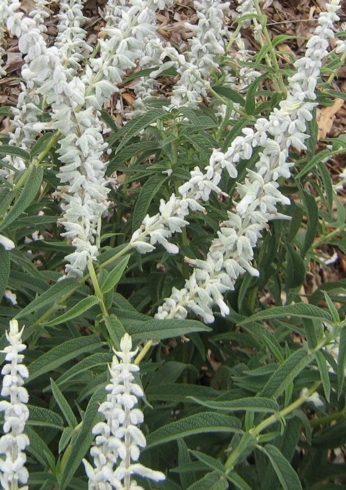 Salvia leucantha white - Hardy Perennial Plant