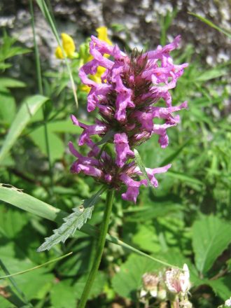 Stachys officinalis - Perennial Plant