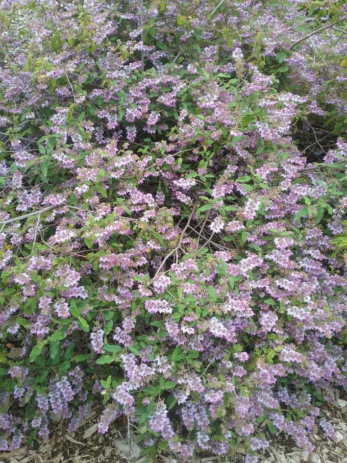 Thomasia purpurea Australian native plant