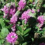 Veronica Dwarf Pink - Perennial Plant