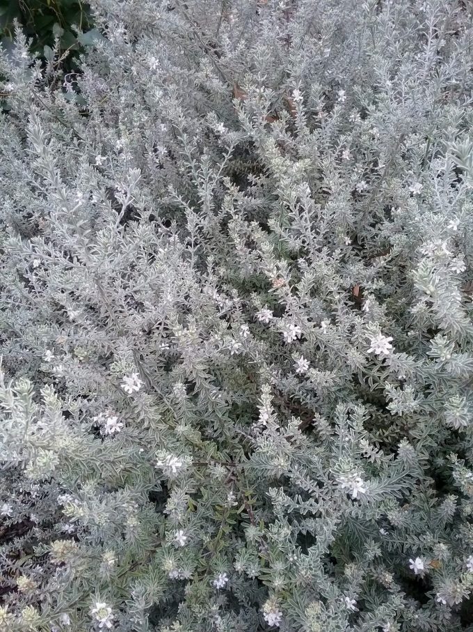 Westringia Smokey Australian native plant