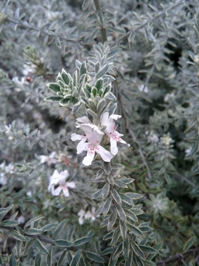 Westringia Smokey - Australian Native Plant
