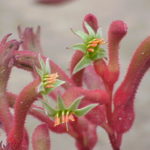 Anigozanthos flavidus pink/red - Australian Native Plant