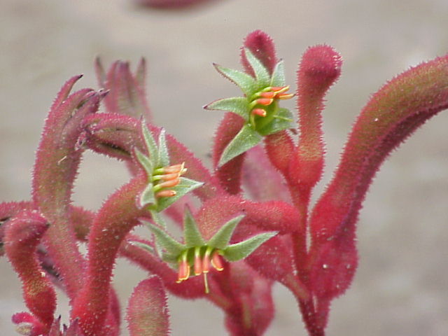 Anigozanthos flavidus pink/red - Australian Native Plant