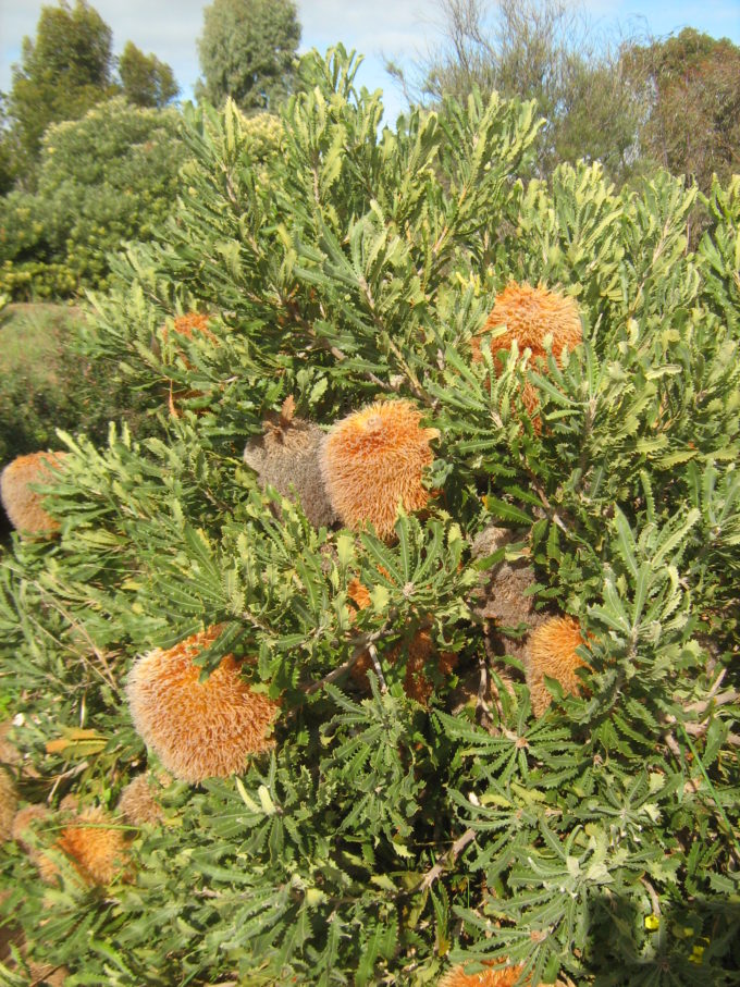 Banksia baueri in 50mm Forestry Tube – Trigg Plants