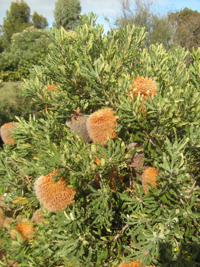 Banksia baueri - Australian Native Plant