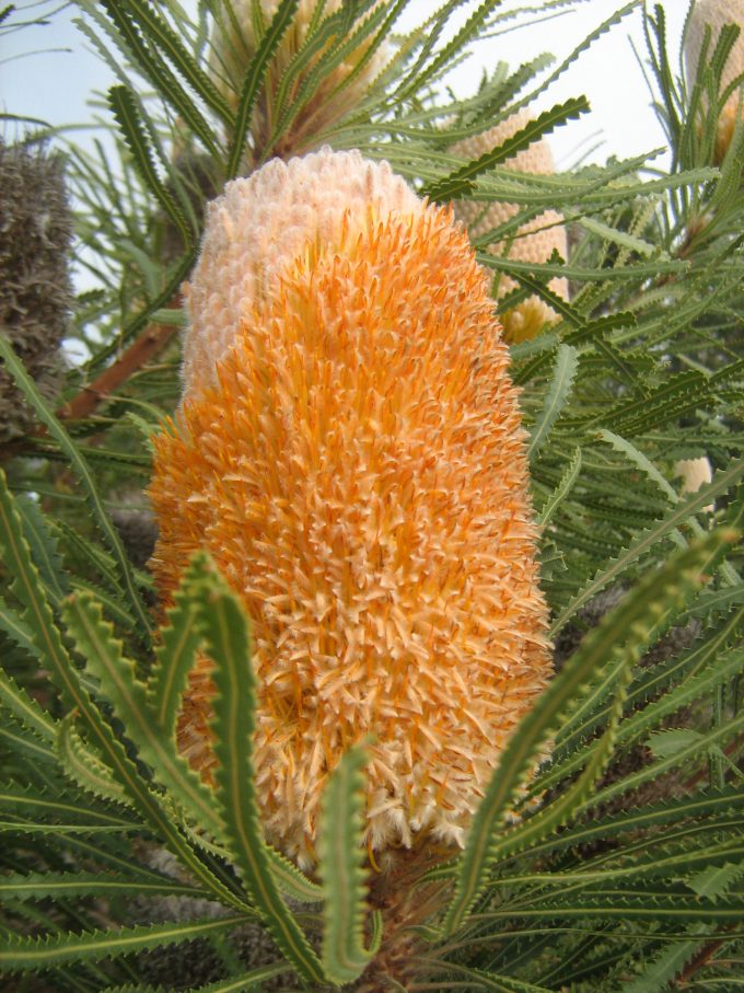 Banksia hookeriana - Australian Native Plant