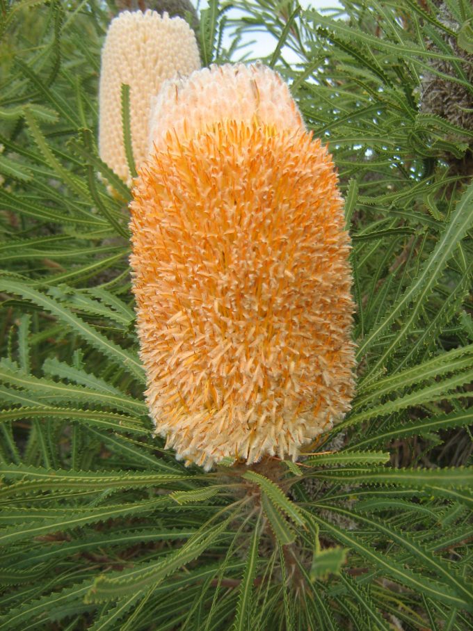 Banksia hookeriana - Australian Native Plant