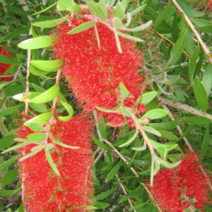 Callistemon citrinus - Hardy Australian Native Plant