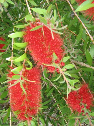 Callistemon citrinus - Hardy Australian Native Plant