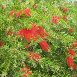 Callistemon citrinus - Hardy Australian Native Plant