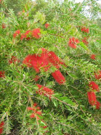 Callistemon Citrinus 100 Seeds – Trigg Plants