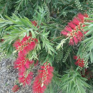 Callistemon Dawson River Weeper - Hardy Australian Native Plant