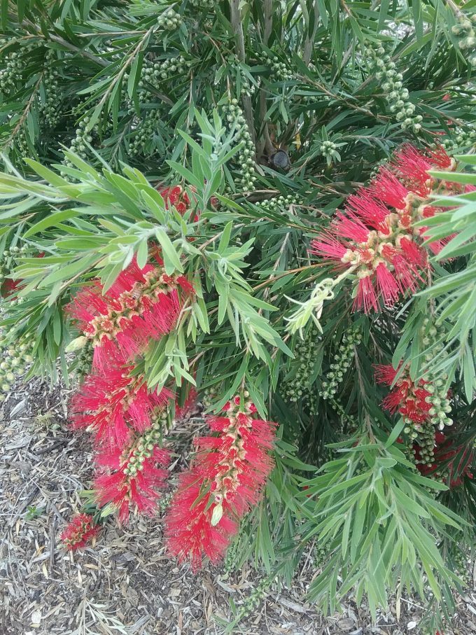 Callistemon Dawson River Weeper - Hardy Australian Native Plant