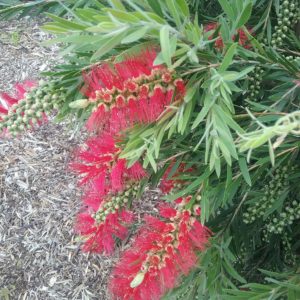 Callistemon Dawson River Weeper - Australian Native Screening Plant