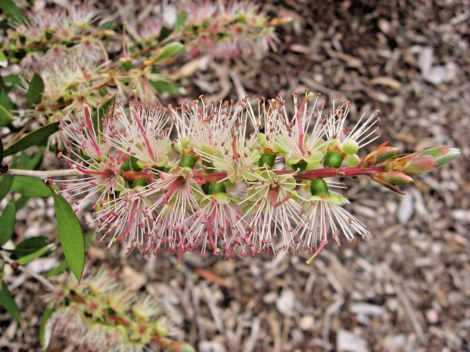 Callistemon Father Xmas - Australian Native Plant