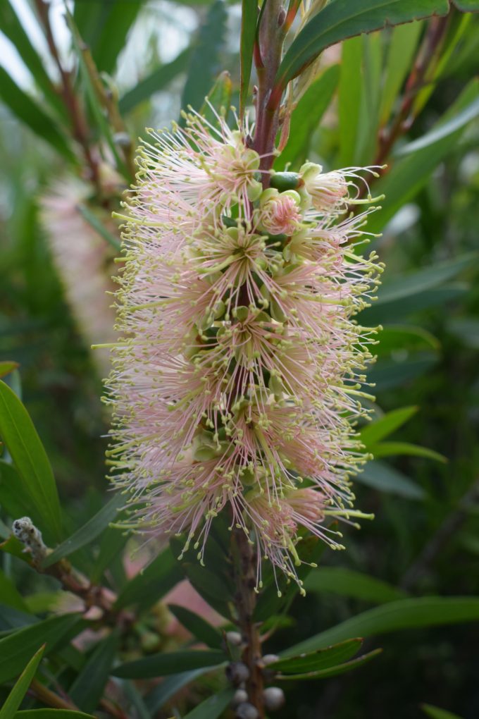 Callistemon Pink Champagne - Australian Native Plant