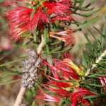 Calothamnus homalophyllus - Hardy Australian Native Plant