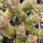 Crassula rupestris ssp marienaria