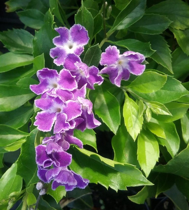 Duranta repens Geisha Girl in 75mm Supergro Tube – Trigg Plants