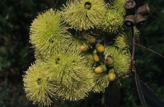 Eucalyptus stricklandii - Australian Native Gum Tree