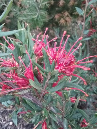 Grevillea Splendour in 68mm Super Tube