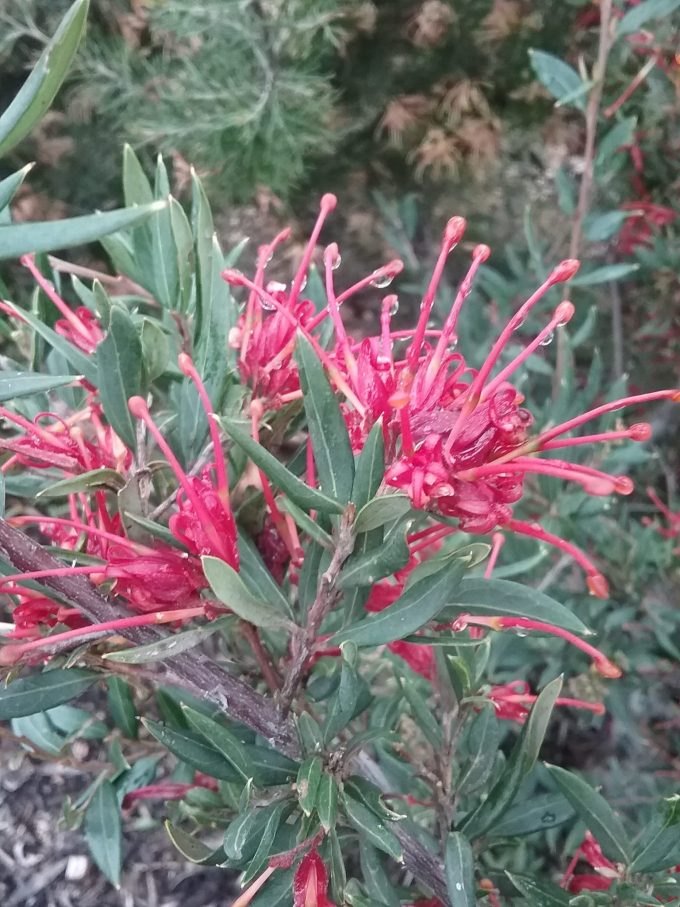 Grevillea Splendour - Australian Native Plant