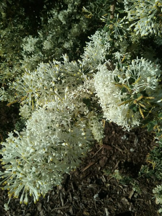 Grevillea vestita - Hardy Australian Native Plant