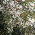 Hakea olfieldii - Hardy Australian Native Plant