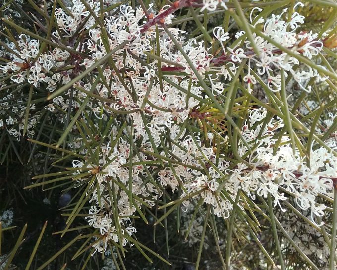 Hakea olfieldii - Hardy Australian Native Plant
