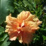 Hibiscus Havanna