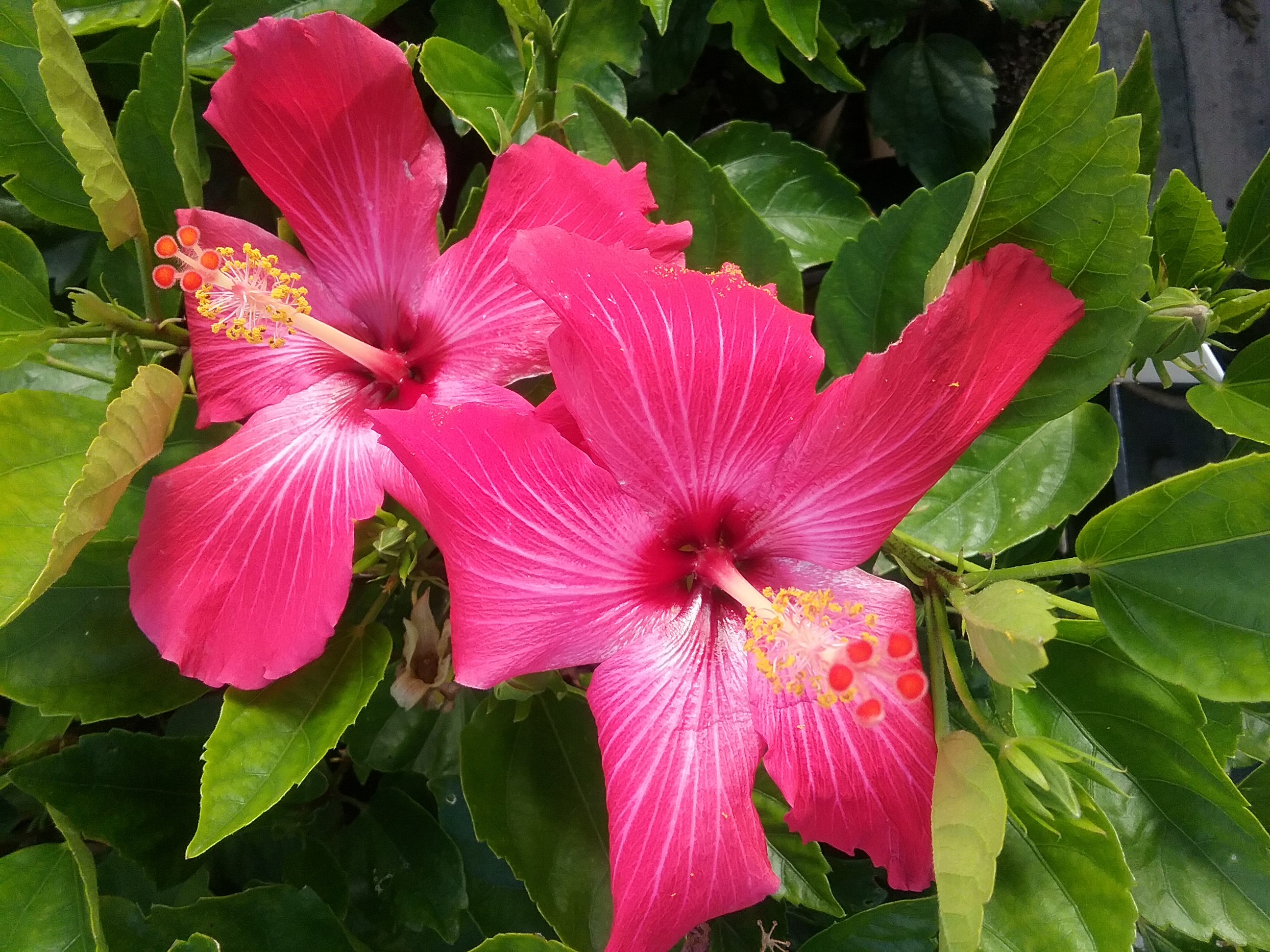 Picture of hibiscus plant information