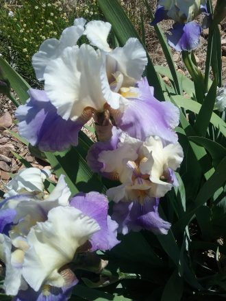 Tall Bearded Iris Planned Treasure