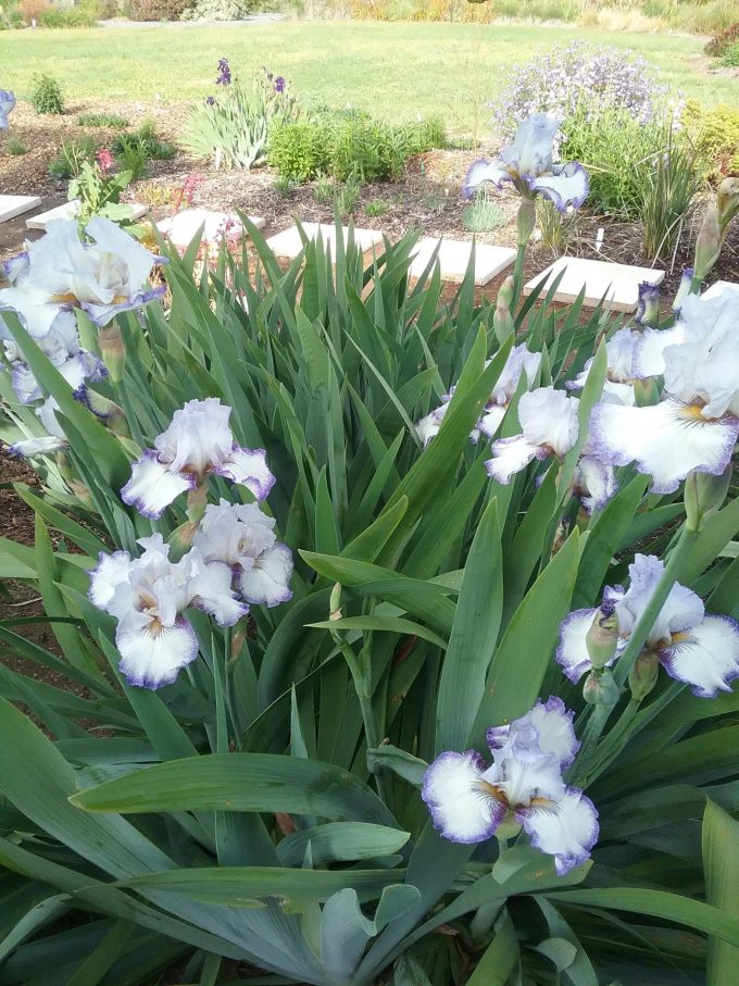Tall Bearded iris Point In Time