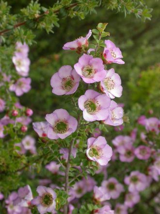 leptospermum rotundifolium - Australian Native Plant