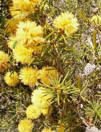 Melaleuca pungens in 50mm Forestry Tube