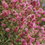 Melaleuca ryeae - Australian Native Plant