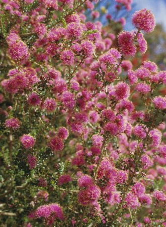 Melaleuca ryeae - Australian Native Plant