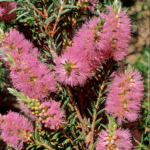 Melaeuca striata - Australian Native Plant
