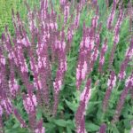 Salvia nemorosa pink - Hardy Perennial Plant