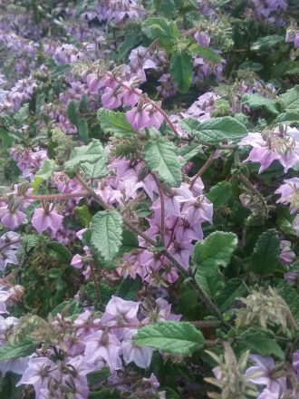 Thomasia purpurea - Australian Native Plant