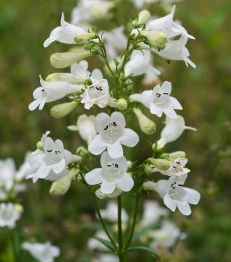 Penstemon digitalis Huskers Red in 50mm Forestry Tube